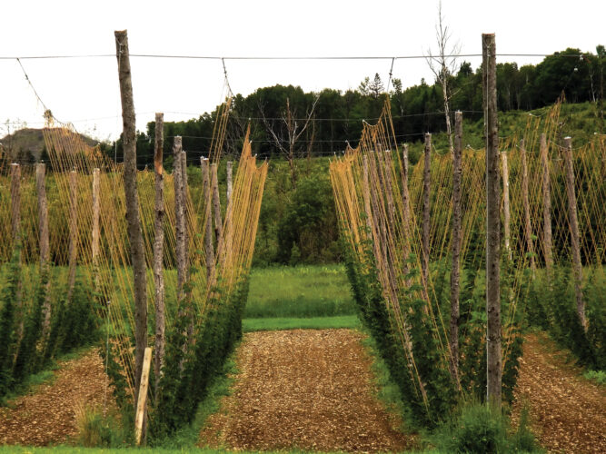 How to Grow Hops
